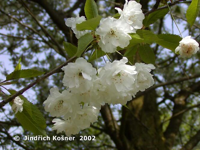 Třešeň ptačí 'Plena' - Prunus avium 'Plena'