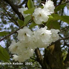 Třešeň ptačí 'Plena' - Prunus avium 'Plena'