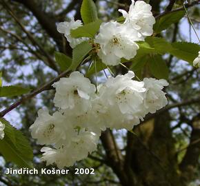 Třešeň ptačí 'Plena' - Prunus avium 'Plena'