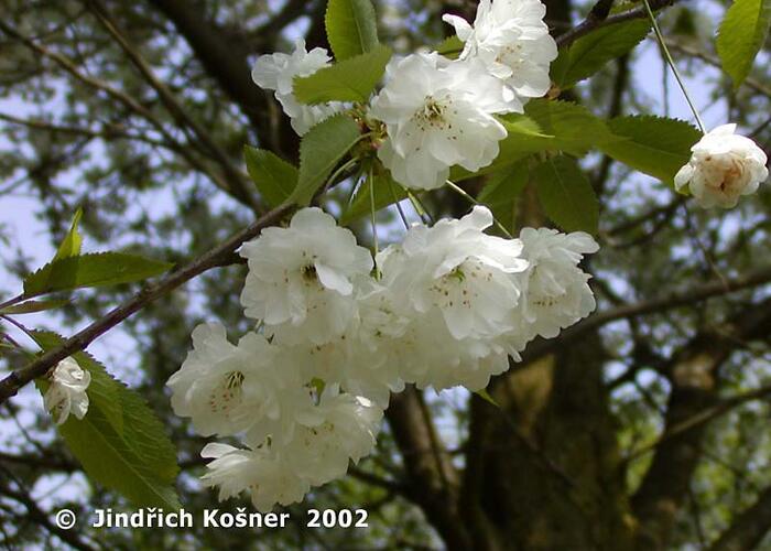 Třešeň ptačí 'Plena' - Prunus avium 'Plena'
