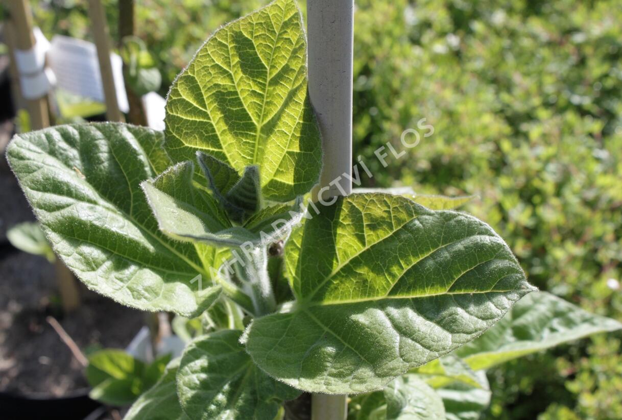 Paulovnie plstnatá - Paulownia tomentosa