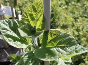 Paulovnie plstnatá - Paulownia tomentosa