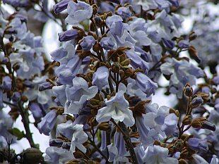 Paulovnie plstnatá - Paulownia tomentosa