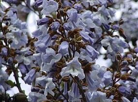 Paulovnie plstnatá - Paulownia tomentosa