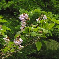 Paulovnie plstnatá - Paulownia tomentosa