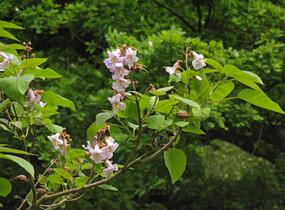 Paulovnie plstnatá - Paulownia tomentosa