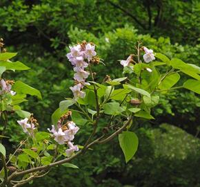 Paulovnie plstnatá - Paulownia tomentosa