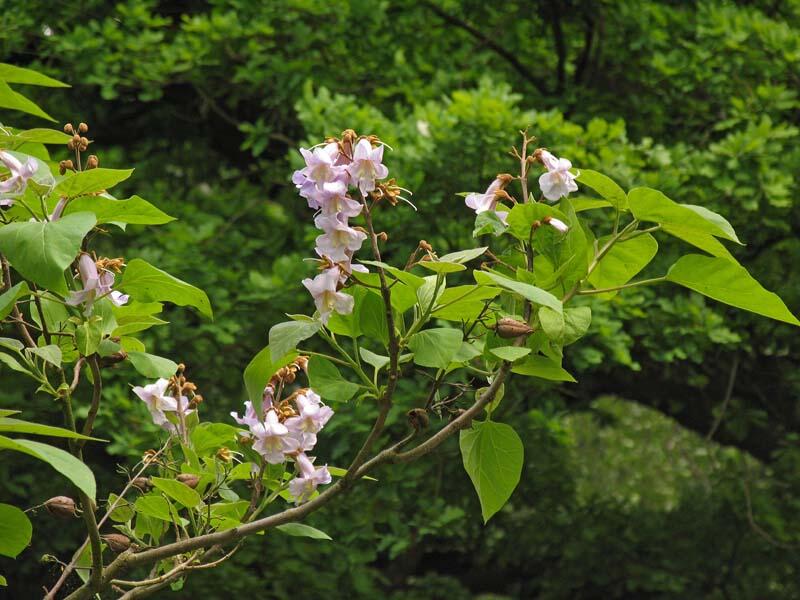 Paulovnie plstnatá - Paulownia tomentosa