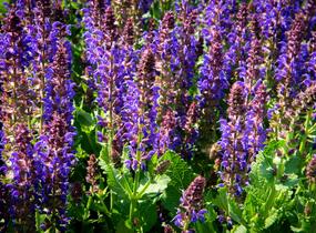 Šalvěj nádherná 'April Night' - Salvia superba 'April Night'