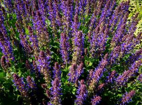 Šalvěj nádherná 'April Night' - Salvia superba 'April Night'