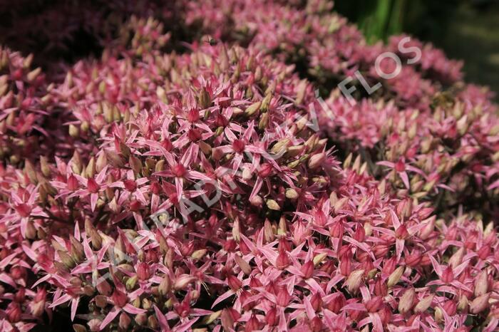 Rozchodník nachový 'Cloud Walker' - Sedum telephium 'Cloud Walker'