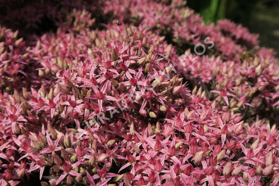 Rozchodník nachový 'Cloud Walker' - Sedum telephium 'Cloud Walker'