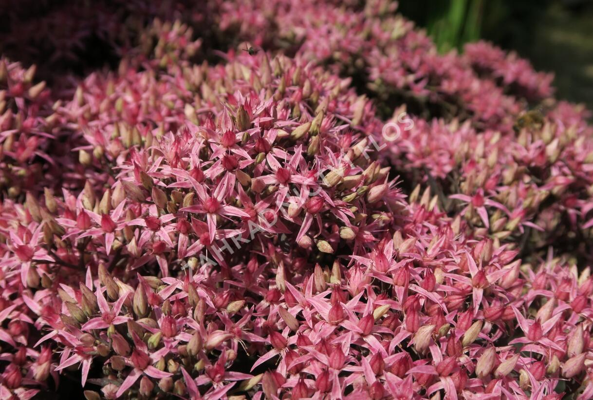 Rozchodník nachový 'Cloud Walker' - Sedum telephium 'Cloud Walker'