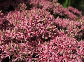 Rozchodník nachový 'Cloud Walker' - Sedum telephium 'Cloud Walker'