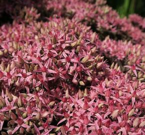 Rozchodník nachový 'Cloud Walker' - Sedum telephium 'Cloud Walker'