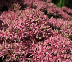 Rozchodník nachový 'Cloud Walker' - Sedum telephium 'Cloud Walker'