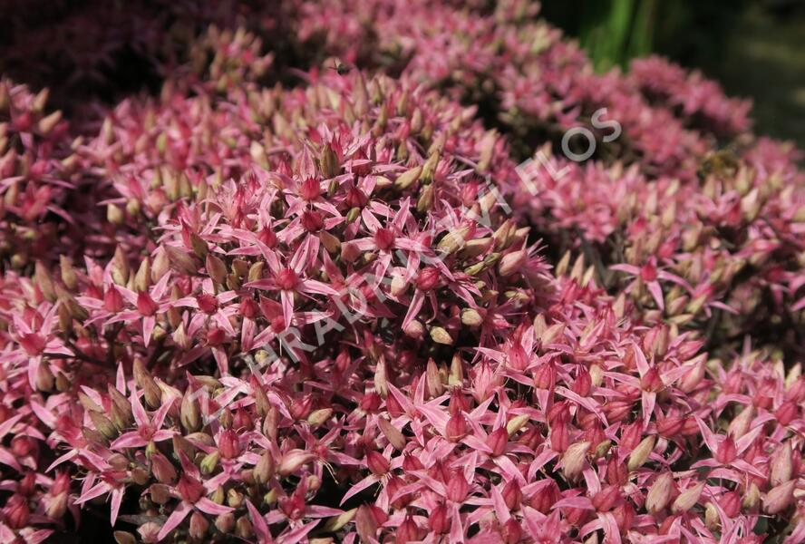 Rozchodník nachový 'Cloud Walker' - Sedum telephium 'Cloud Walker'