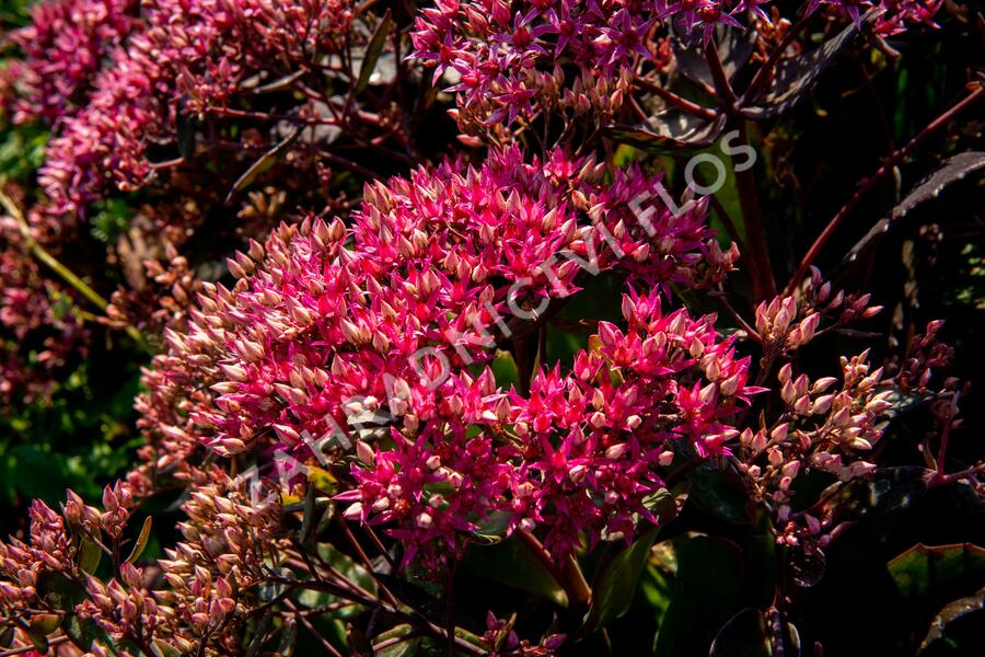 Rozchodník nachový 'Cloud Walker' - Sedum telephium 'Cloud Walker'