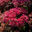 Rozchodník nachový 'Cloud Walker' - Sedum telephium 'Cloud Walker'