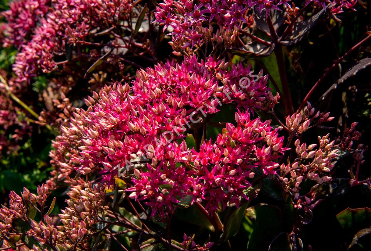 Rozchodník nachový 'Cloud Walker' - Sedum telephium 'Cloud Walker'