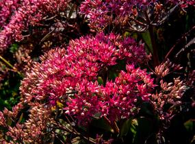 Rozchodník nachový 'Cloud Walker' - Sedum telephium 'Cloud Walker'