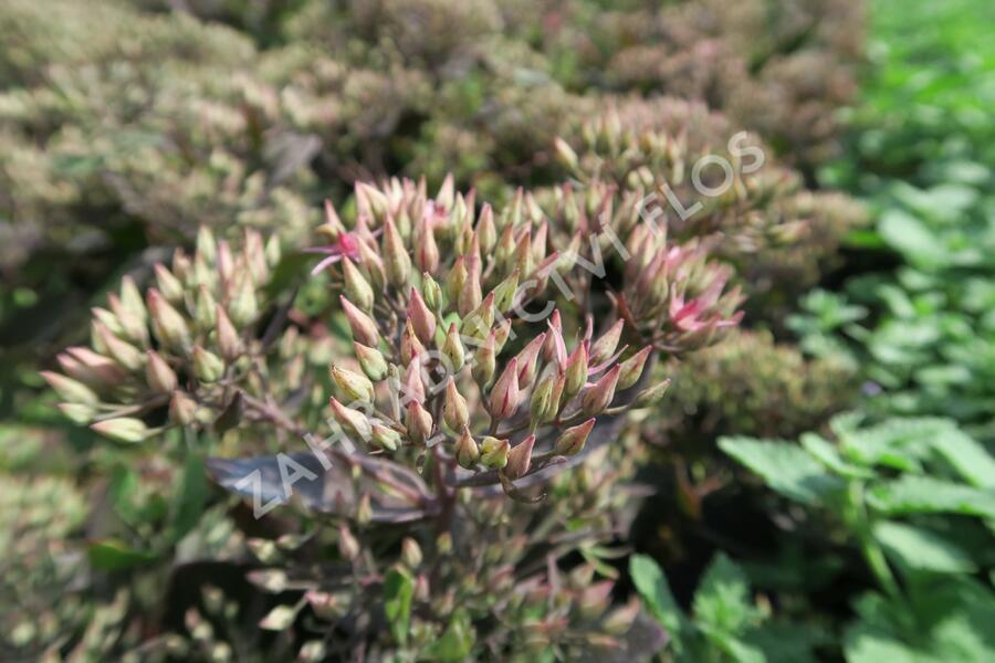 Rozchodník nachový 'Cloud Walker' - Sedum telephium 'Cloud Walker'