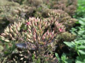 Rozchodník nachový 'Cloud Walker' - Sedum telephium 'Cloud Walker'