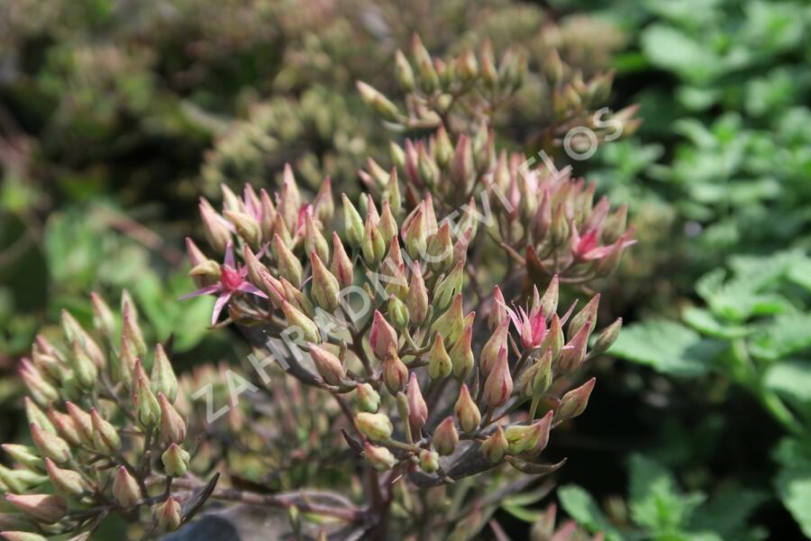 Rozchodník nachový 'Cloud Walker' - Sedum telephium 'Cloud Walker'