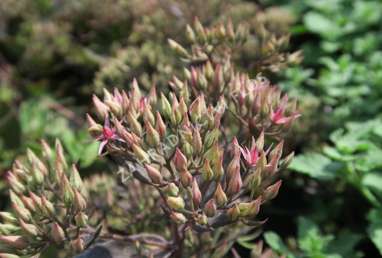 Rozchodník nachový 'Cloud Walker' - Sedum telephium 'Cloud Walker'