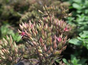 Rozchodník nachový 'Cloud Walker' - Sedum telephium 'Cloud Walker'