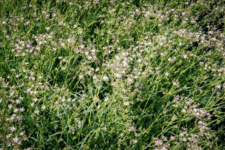 Šater latnatý 'Festival Pink Splash' - Gypsophila paniculata 'Festival Pink Splash'