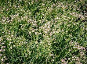 Šater latnatý 'Festival Pink Splash' - Gypsophila paniculata 'Festival Pink Splash'