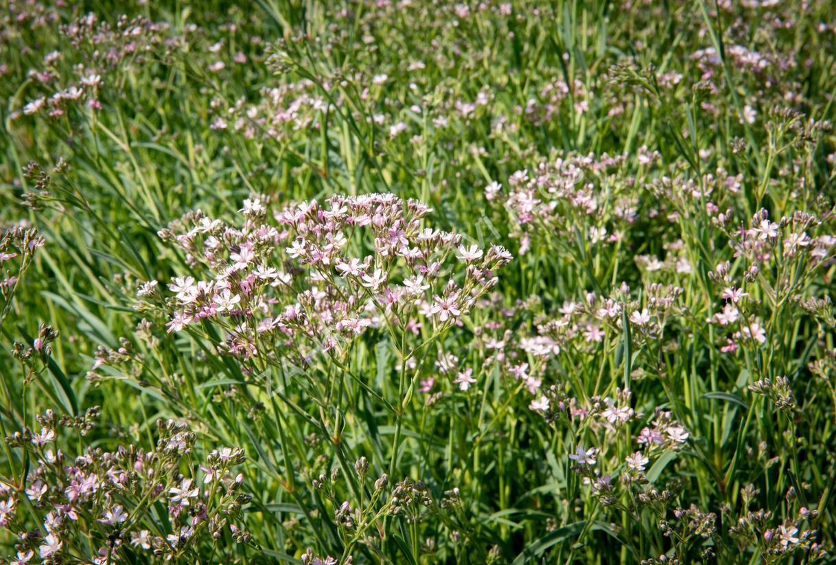Šater latnatý 'Festival Pink Splash' - Gypsophila paniculata 'Festival Pink Splash'