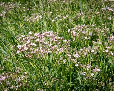 Šater latnatý 'Festival Pink Splash'