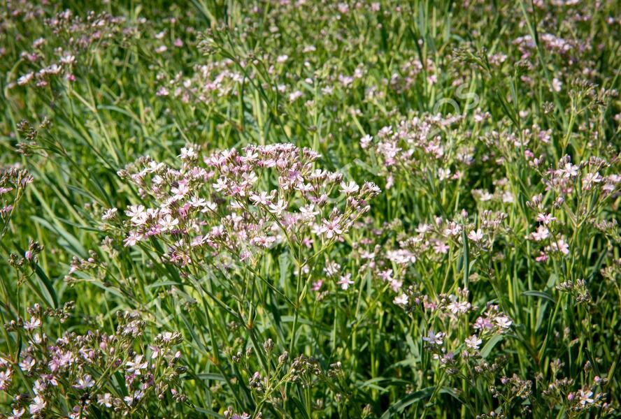 Šater latnatý 'Festival Pink Splash' - Gypsophila paniculata 'Festival Pink Splash'