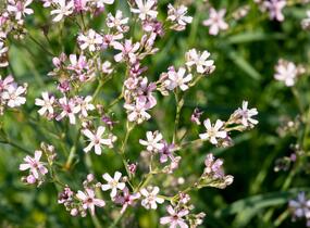 Šater latnatý 'Festival Pink Splash' - Gypsophila paniculata 'Festival Pink Splash'