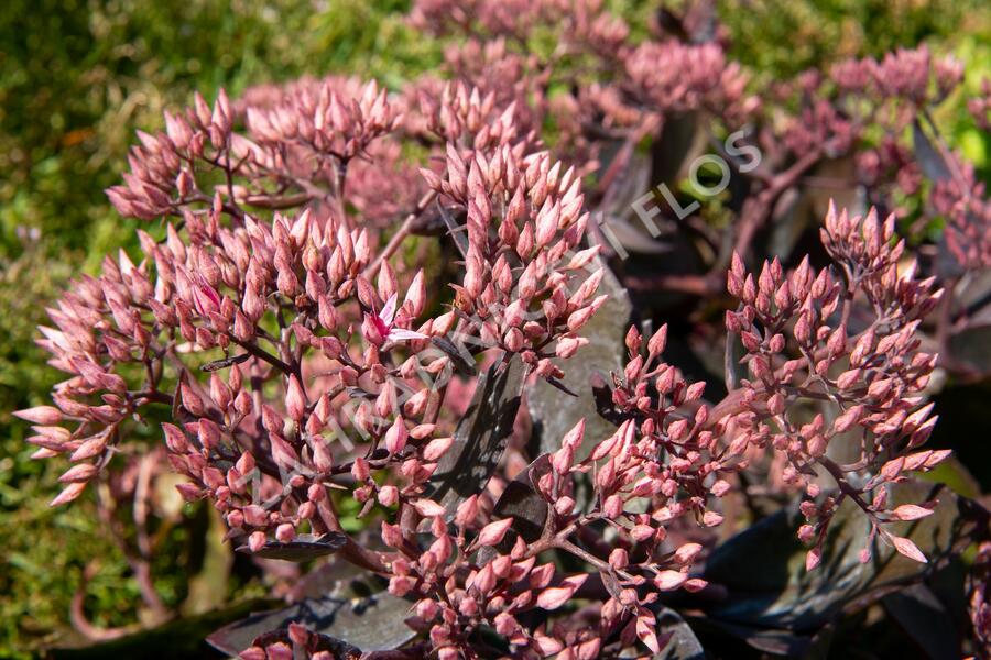 Rozchodník nádherný 'Hot Stuff' - Sedum spectabile 'Hot Stuff'