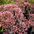 Rozchodník nádherný 'Hot Stuff' - Sedum spectabile 'Hot Stuff'