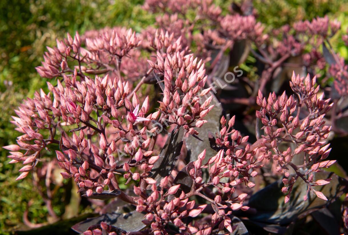 Rozchodník nádherný 'Hot Stuff' - Sedum spectabile 'Hot Stuff'