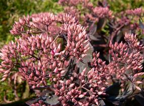 Rozchodník nádherný 'Hot Stuff' - Sedum spectabile 'Hot Stuff'