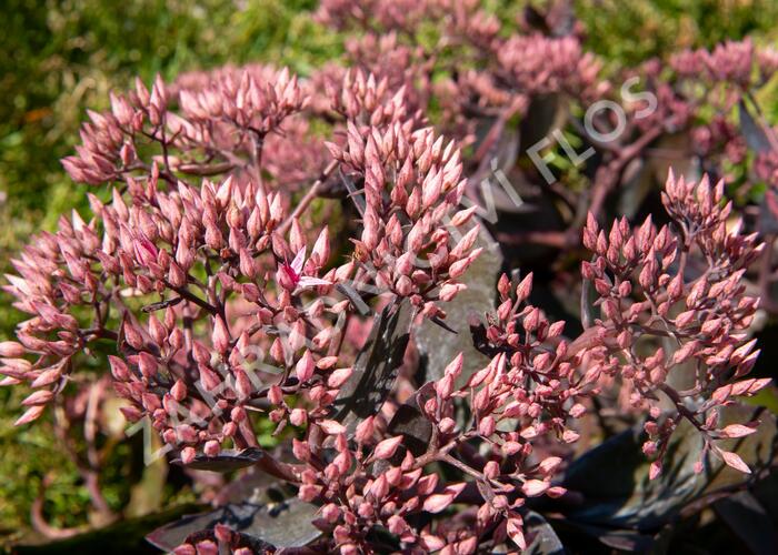 Rozchodník nádherný 'Hot Stuff' - Sedum spectabile 'Hot Stuff'