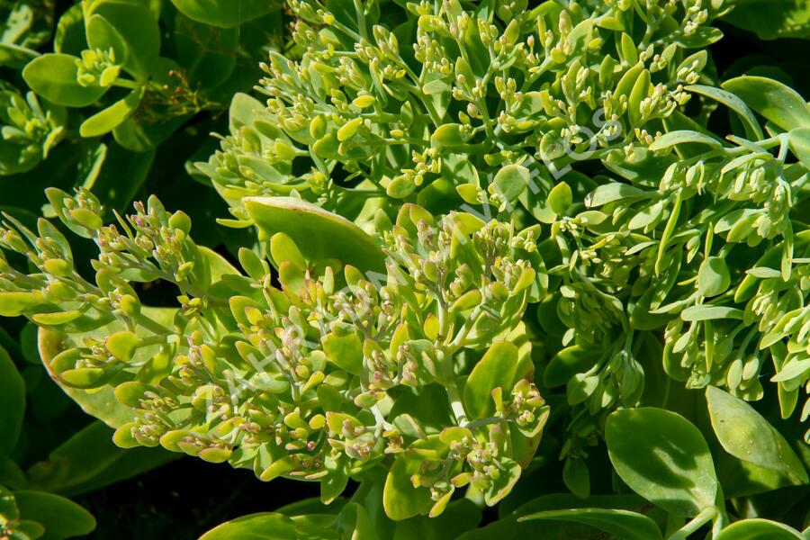 Rozchodník nádherný 'Hot Stuff' - Sedum spectabile 'Hot Stuff'