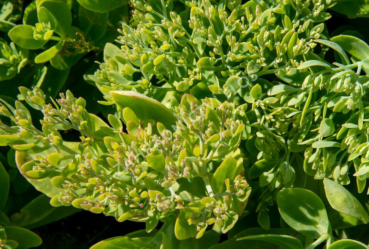 Rozchodník nádherný 'Hot Stuff' - Sedum spectabile 'Hot Stuff'