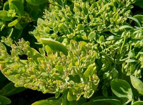 Rozchodník nádherný 'Hot Stuff' - Sedum spectabile 'Hot Stuff'