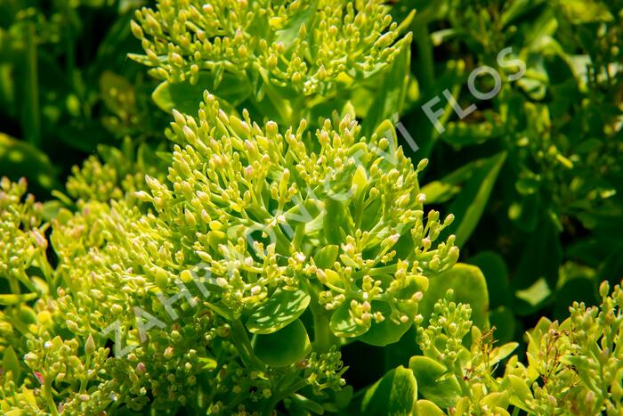 Rozchodník nádherný 'Hot Stuff' - Sedum spectabile 'Hot Stuff'