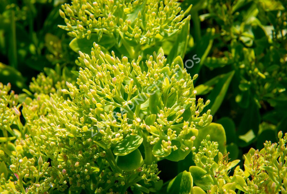 Rozchodník nádherný 'Hot Stuff' - Sedum spectabile 'Hot Stuff'