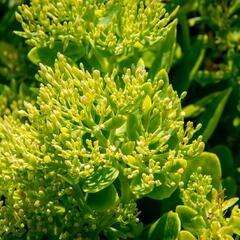 Rozchodník nádherný 'Hot Stuff' - Sedum spectabile 'Hot Stuff'