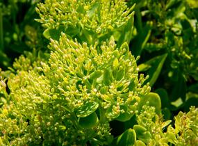 Rozchodník nádherný 'Hot Stuff' - Sedum spectabile 'Hot Stuff'