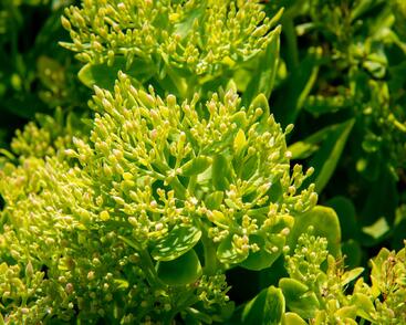 Rozchodník nádherný 'Hot Stuff'