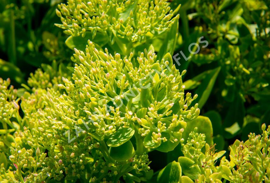 Rozchodník nádherný 'Hot Stuff' - Sedum spectabile 'Hot Stuff'